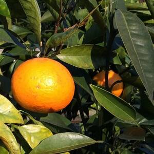 【春みかん】和歌山有田産カラマンダリン約5kg(サイズ混合　ご家庭用)(日高町)【1412650】