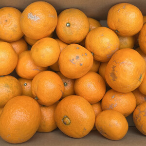 【春みかん】和歌山有田産カラマンダリン約5kg(サイズ混合　ご家庭用)(日高町)【1412650】