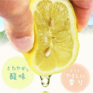 【ご家庭用訳あり】紀州有田産レモン　2.5kg【1414715】