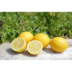 主井農園の国産レモンご家庭用　サイズ混合 2kg【配送不可地域：離島】【1441428】