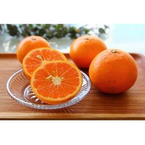 主井農園のカラマンダリン サイズ混合 2kg【配送不可地域:離島】【1441433】