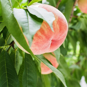 【産直・人気の特産品】和歌山の桃　約4kg・秀品【2026年度発送分】(日高町)【配送不可地域：離島・北海道・沖縄県】【1218059】