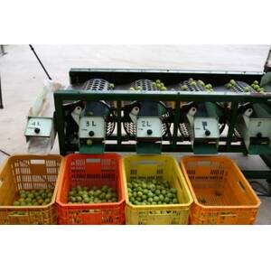 2026/6月より発送【梅干し・梅酒用】紀州和歌山の熟南高生梅　MorL-2kg【配送不可地域：離島・北海道・沖縄県】【1294812】