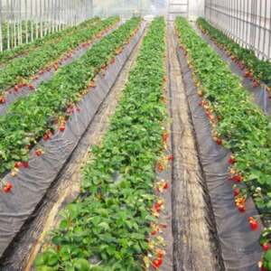 【2026年2月発送】和歌山県産ブランドいちご「まりひめ」約300g×4パック入り(日高町)【配送不可地域:離島・北海道・沖縄県】【1305370】