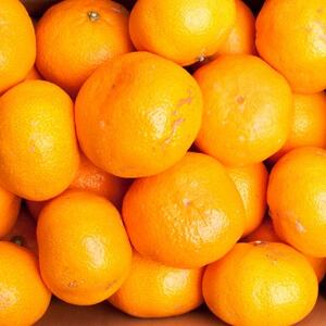 家庭用 大きな有田みかん10kg+250g(傷み補償分)【光センサー選果】【訳あり・わけあり】【配送不可地域：離島・北海道・沖縄県】【1313704】