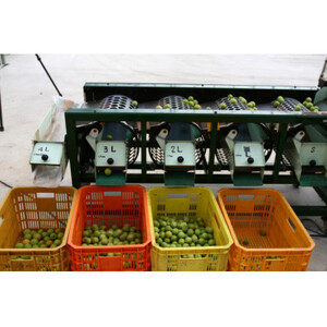 2026/6月より発送【梅干し・梅酒用】紀州和歌山の熟南高生梅4Lor3L-2kg【配送不可地域：離島・北海道・沖縄県】【1375205】