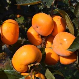 【2026年度発送】和歌山産たねなし柿ご家庭用約7.5kg(サイズおまかせまたは混合)【日高町】【配送不可地域:離島】【1218072】