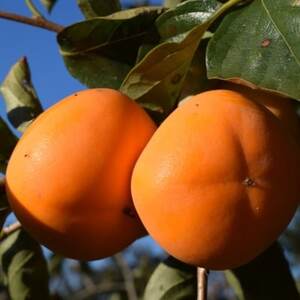 【秋の味覚】和歌山産たねなし柿約2kg  化粧箱入り(2L～4Lサイズ)【日高町】2026年度発送【配送不可地域：離島】【1218075】