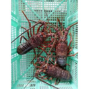 冷凍伊勢海老カット【サイズ不揃い 約2kg】(日高町)【配送不可地域:離島】【1248376】