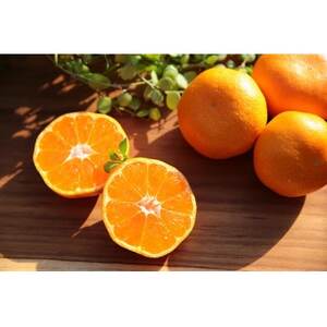 主井農園の松兵衛みかんご家庭用1kgお試し(サイズ混合)【配送不可地域：離島】【1464778】