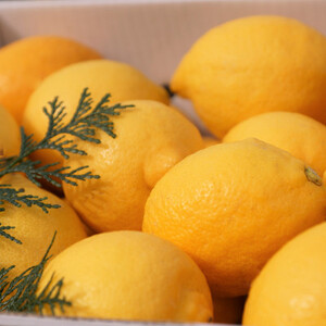 【ノーワックス】国産 紀州 レモン 約3kg(サイズおまかせ)　★先行受付★【1484257】