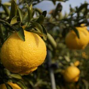 爽やかな甘さ どの坂果樹園の はるかみかん　約5kg (サイズおまかせ)【1484262】