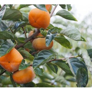 アンポ干し柿用平核無(ヒラタネナシ)生渋柿AP-約4.5-5kg　約22～35果実【1293226】