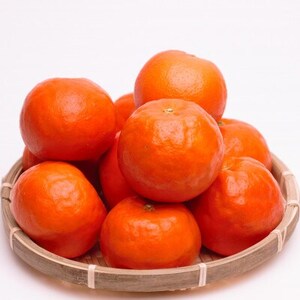 厳選 セミノールオレンジ5kg+250g(傷み補償分)【春みかん】【有田産】【光センサー選果】【配送不可地域：離島・北海道・沖縄県】【1345587】