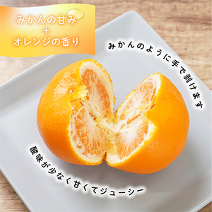 先行受付!　はれひめ(みかんの希少種)　秀品　25個～30個入　約5kg【1485755】