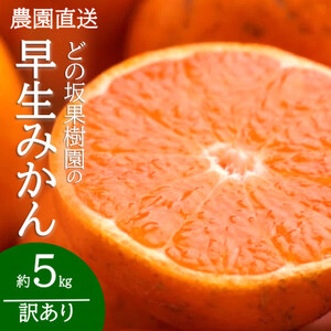 【先行受付】訳あり・ご家庭用　早生みかん　約5kg【1491580】