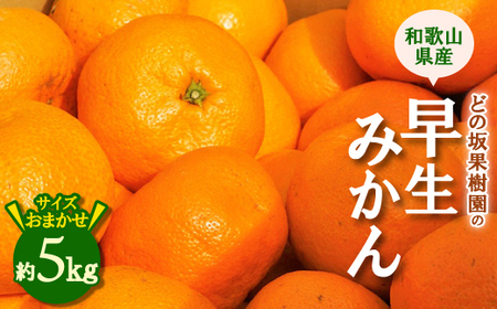 【先行受付】どの坂果樹園の早生みかん　約5kg(サイズおまかせ)【配送不可地域：離島・北海道・沖縄県】【1492087】