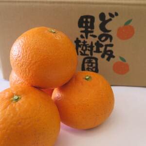 【2026年3月以降出荷】どの坂果樹園の清見オレンジ 5kg(サイズ混合)【1492088】