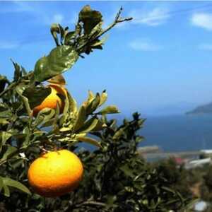 farm＆lab ノンオイル 八朔ドレッシング 3本セット【1492301】