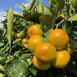 【2026年10月中旬～発送】坂果樹園のゆら早生みかん　5kg (2S～Lサイズ)【畑のまんま規格】【配送不可地域：離島・北海道・沖縄県】【1492468】