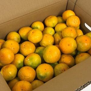 【2026年10月中旬～発送】坂果樹園のゆら早生みかん　5kg (2S～Lサイズ)【畑のまんま規格】【配送不可地域：離島・北海道・沖縄県】【1492468】