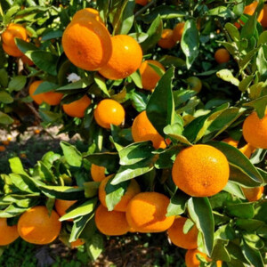 [秀品]和歌山有田みかん約6kg大玉(3Lサイズ)「2025年11月中旬より順次発送」【日高町】【1497900】