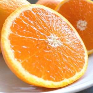 【濃厚】有田産清見オレンジ約5kg(M～3Lサイズおまかせ 青秀以上)(日高町)【1504259】