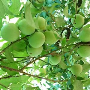 【和歌山名産】南高梅約3kg(サイズ混合)(日高町)【配送不可地域：離島・北海道・沖縄県】【1526069】