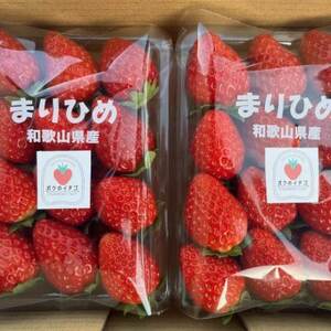 【2026年4月より順次発送】和歌山県産ブランドいちご「まりひめ」約300g×2パック入り(日高町)【配送不可地域：離島・北海道・沖縄県】【1531377】