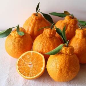 【2026年3月～4月発送】採れたて新鮮 濃厚な甘さ 超熟しらぬい 2kg 農家直送 和歌山県産【1545879】