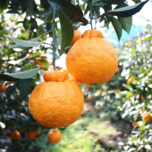 【2026年3月～4月発送】採れたて新鮮 濃厚な甘さ 超熟しらぬい 5kg 農家直送 和歌山県産【1545883】