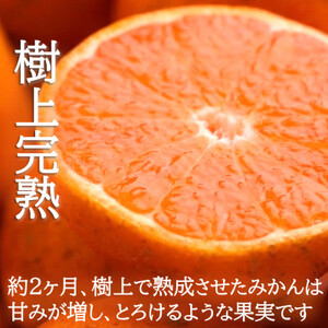 2026年1月~発送 訳あり・ご家庭用 どの坂果樹園の熟成早生みかん 約5kg(大玉中心)【1556451】