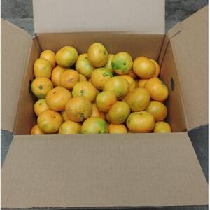 有田・庄助みかん約3kg(家庭用品・サイズ混合)【1588754】