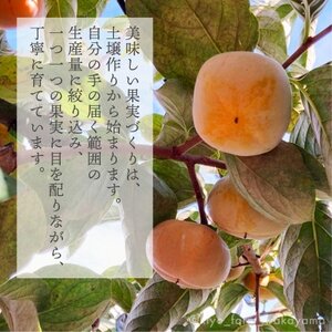 先行受付 柿(種無し) 赤秀品大玉 6個入 約1.8kg【配送不可地域:離島】【1616656】