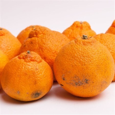家庭用 不知火5kg+250g(傷み補償分)【デコポンと同品種・人気の春みかん】【訳あり】【配送不可地域：離島・北海道・沖縄県】【1633646】