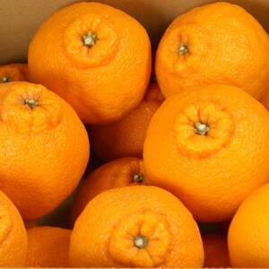 厳選 不知火5kg+250g(傷み補償分)【デコポンと同品種・人気の春みかん】【配送不可地域：離島・北海道・沖縄県】【1633610】