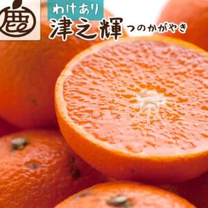 家庭用 津之輝2.5kg+250g(傷み補償分)【訳あり】【つのかがやき】【せとかに似た柑橘】【配送不可地域：離島・北海道・沖縄県】【1648780】