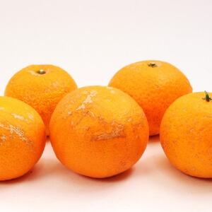 家庭用 清見1kg+250g(傷み補償分)【光センサー選果】【訳あり】【樹上完熟きよみオレンジ】【配送不可地域：離島・北海道・沖縄県】【1649751】