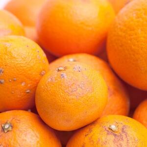 家庭用 清見1kg+250g(傷み補償分)【光センサー選果】【訳あり】【樹上完熟きよみオレンジ】【配送不可地域：離島・北海道・沖縄県】【1649751】