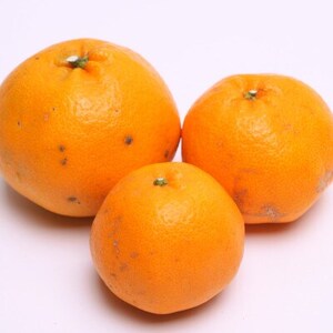 家庭用 はるみ2.5kg+250g(傷み補償分)【デコポンの姉妹品種】【光センサー選別】【訳あり】【配送不可地域:離島・北海道・沖縄県】【1176720】