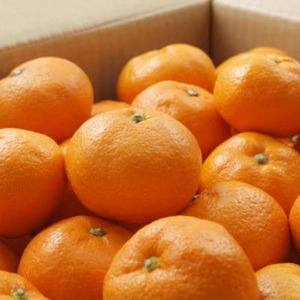 【ブランドみかん】田村みかん約3kg(S.M.Lサイズおまかせ・秀品)【日高町】【1657411】