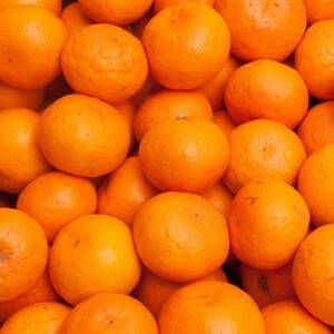 プレミアム 完熟有田みかん10kg+250g(傷み補償分)【光センサー選果】【温州みかん】【配送不可地域：離島・北海道・沖縄県】【1661645】