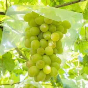 和歌山県産完熟シャインマスカット約1kg【2026年度発送分】(日高町)【配送不可地域:離島・北海道・沖縄県】【1663127】