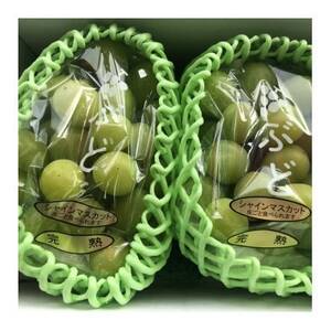 和歌山県産完熟シャインマスカット約1kg【2026年度発送分】(日高町)【配送不可地域:離島・北海道・沖縄県】【1663127】