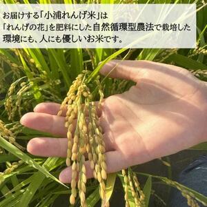 2025年産(令和7年産)!日高町小浦の無洗米「小浦れんげ米」10kg【1680207】