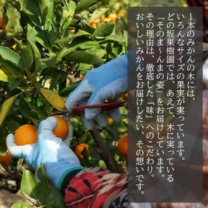 【先行受付】甘酸っぱさを楽しむ!人気の極早生みかん 日南早生みかん 5kg(2026年10月~発送)【1680046】