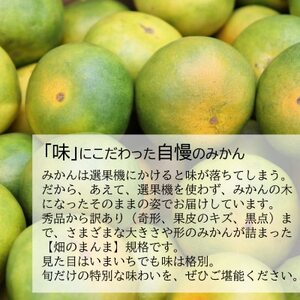 【先行受付】甘酸っぱさを楽しむ!人気の極早生みかん 日南早生みかん 5kg(2026年10月~発送)【1680046】