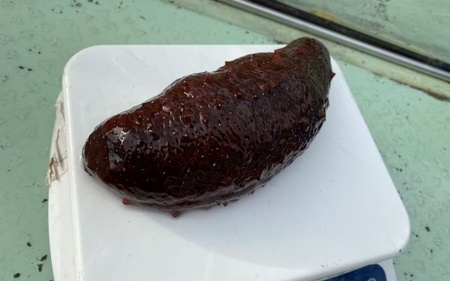 先行予約 活 なまこ 青なまこ 1kg 【2025年12月20日より順次発送】【skmn014A】