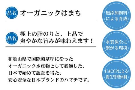 期間限定 オーガニック はまち 1尾 約 4kg くら寿司 オリジナルブランド