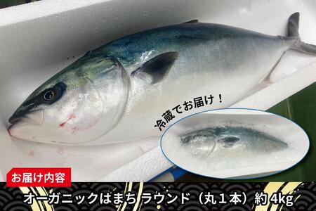 期間限定 オーガニック はまち 1尾 約 4kg くら寿司 オリジナルブランド